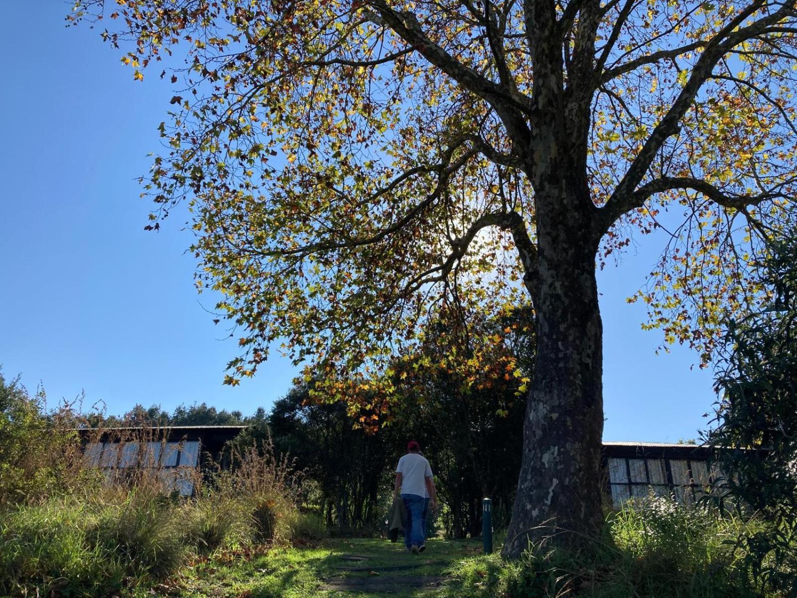 Midlands Forest Lodge Balgowan Luaran gambar